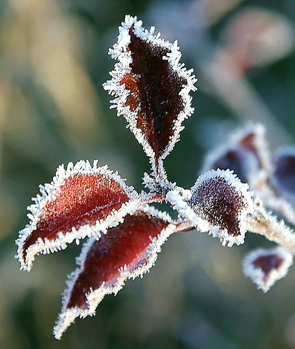 red-leaf-frost